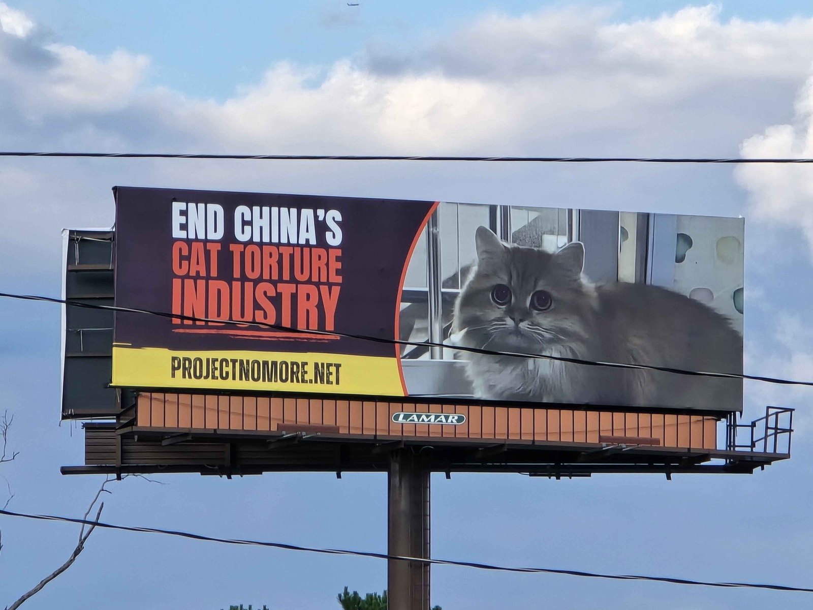 The Project No More billboard in Atlanta reading END CHINA'S CAT TORTURE INDUSTRY, PROJECTNOMORE.NET, with a photo of Monica, a longhaired cat