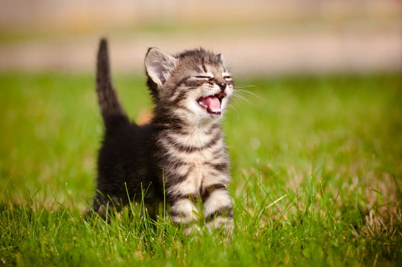 A kitten