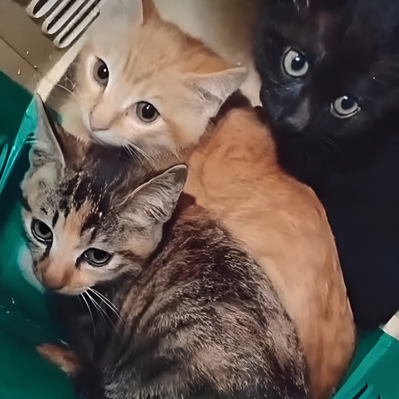 Ivy, Rye, and Autumn