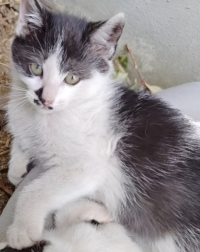 Swiftpaw