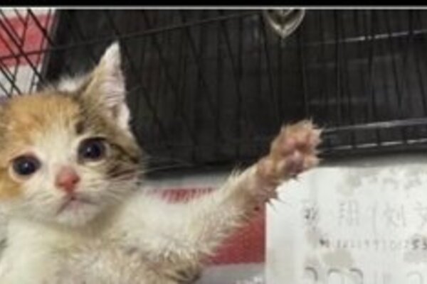 Fireball reaching through cage