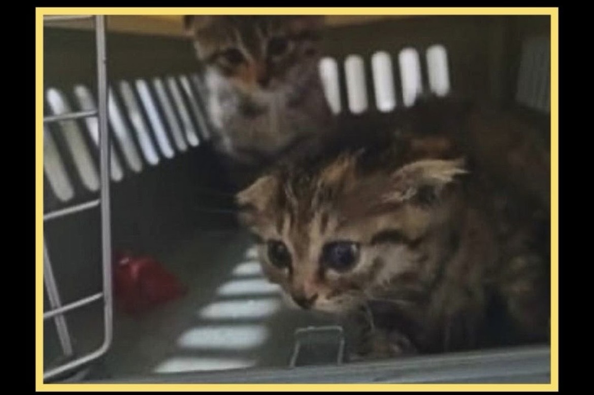 Sweetlovey and Honeymoon